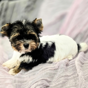 puppies for sale in boca raton