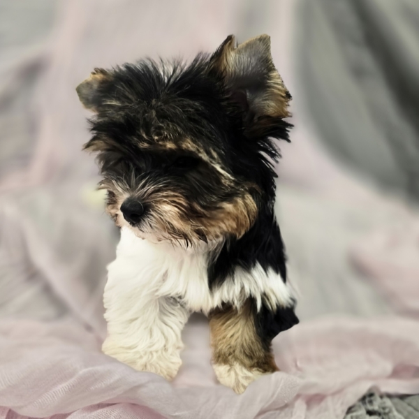 puppies for sale in boca raton