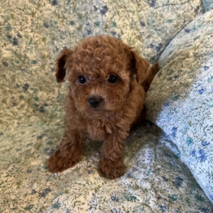 puppies for sale in boca raton
