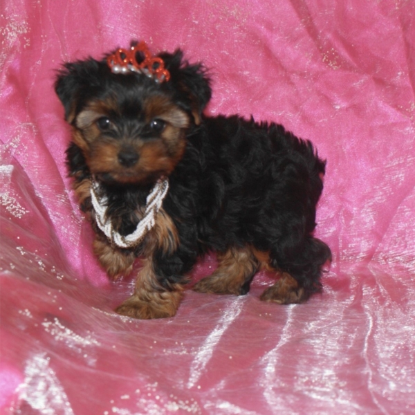 puppies for sale in boca raton