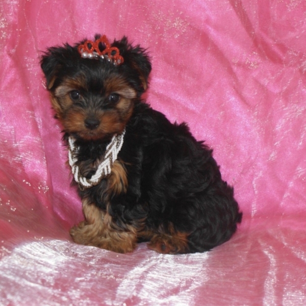 puppies for sale in boca raton
