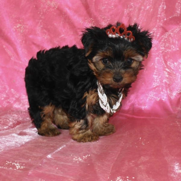 puppies for sale in boca raton