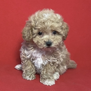 puppies for sale in boca raton