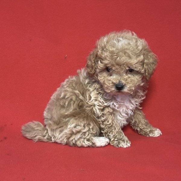 puppies for sale in boca raton