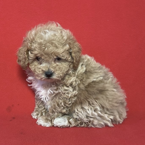 puppies for sale in boca raton