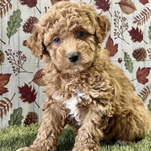 puppies for sale in boca raton
