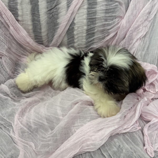 puppies for sale in boca raton