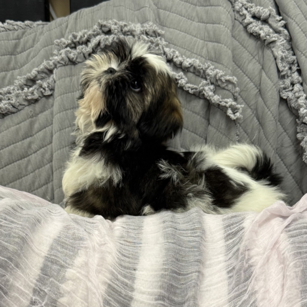 puppies for sale in boca raton