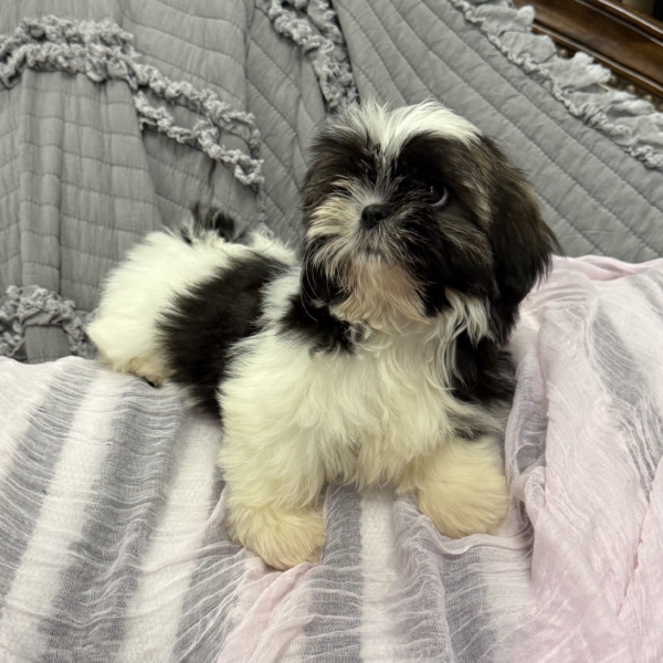 puppies for sale in boca raton