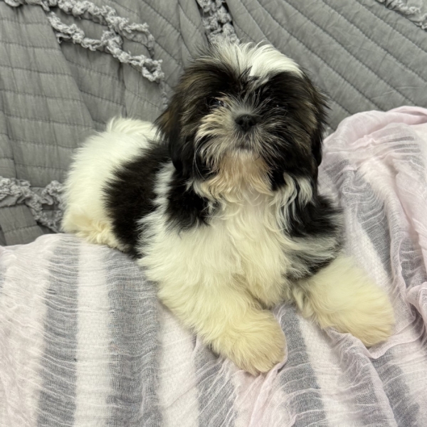puppies for sale in boca raton