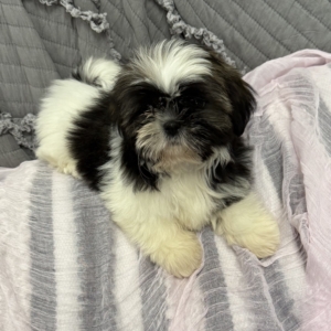 puppies for sale in boca raton