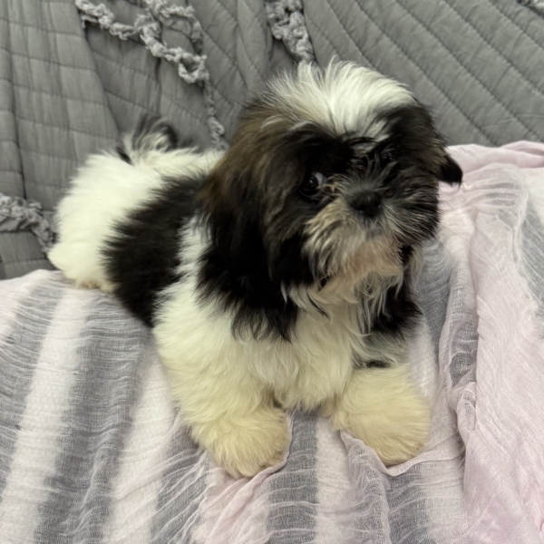 puppies for sale in boca raton