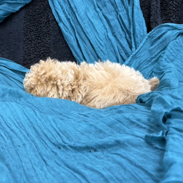 puppies for sale in boca raton