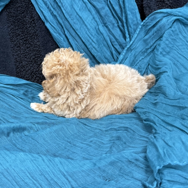 puppies for sale in boca raton