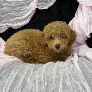 puppies for sale in boca raton