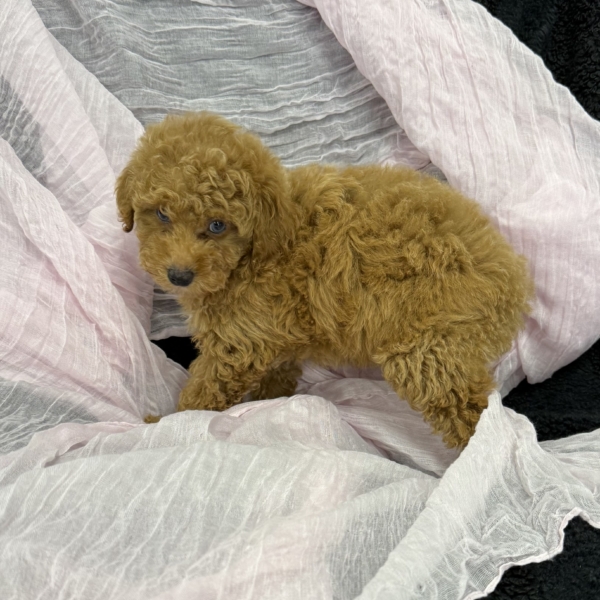 puppies for sale in boca raton