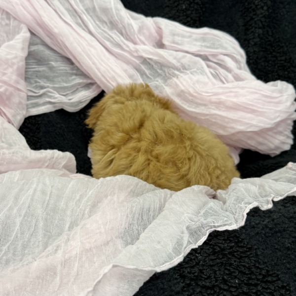 puppies for sale in boca raton