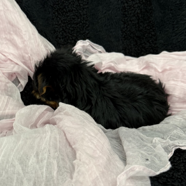 puppies for sale in boca raton