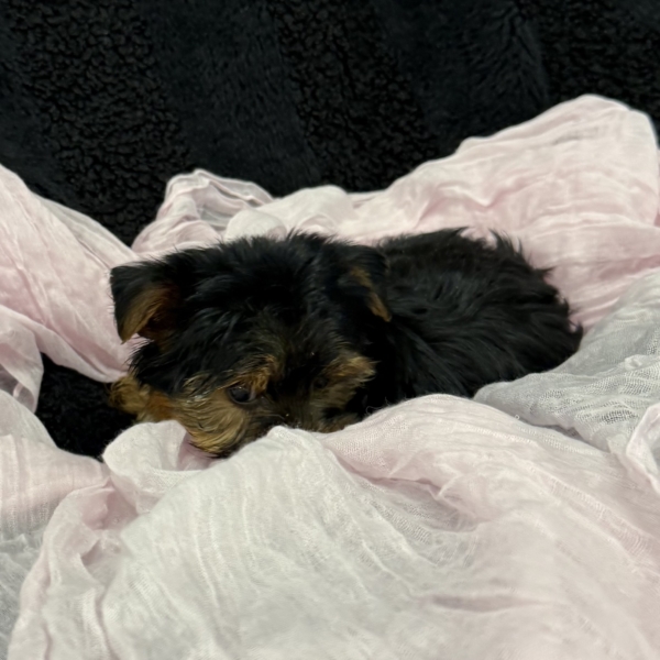 puppies for sale in boca raton