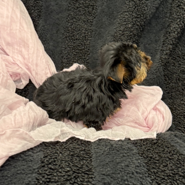 puppies for sale in boca raton