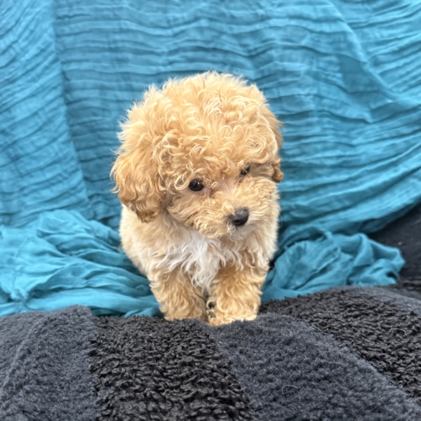 puppies for sale in boca raton