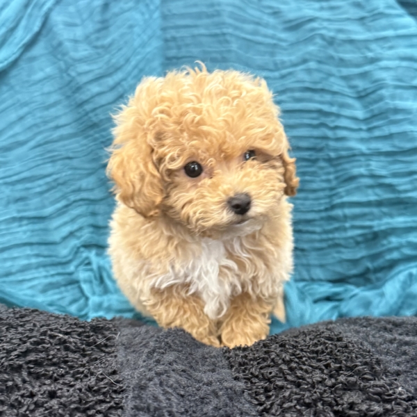 puppies for sale in boca raton