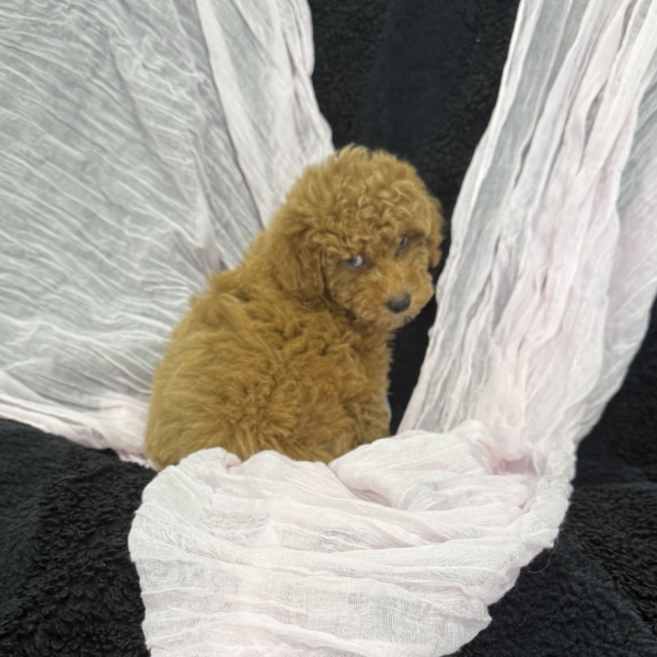 puppies for sale in boca raton