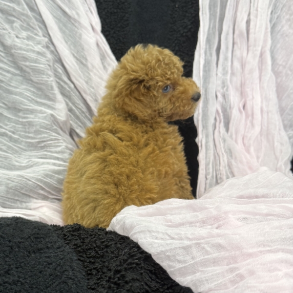 puppies for sale in boca raton