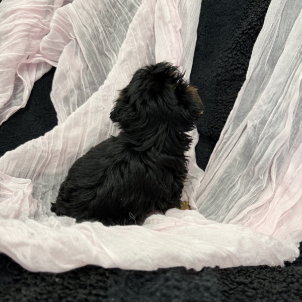 puppies for sale in boca raton