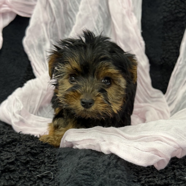 puppies for sale in boca raton