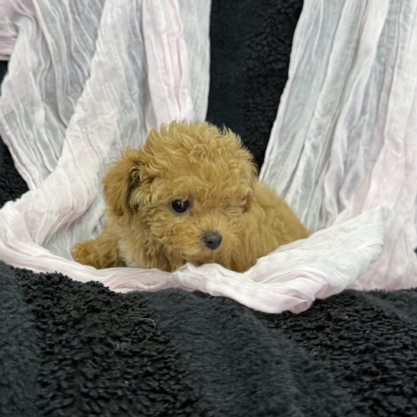 puppies for sale in boca raton