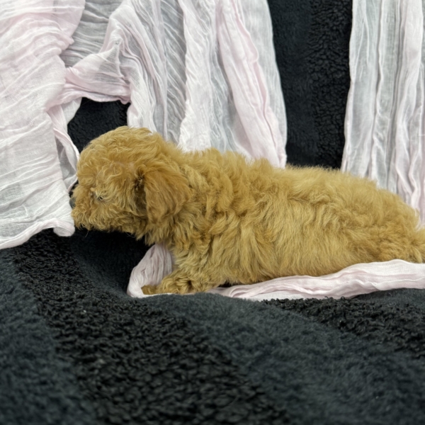 puppies for sale in boca raton