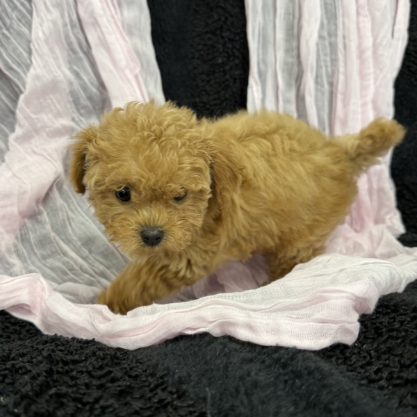 puppies for sale in boca raton