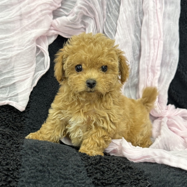 puppies for sale in boca raton