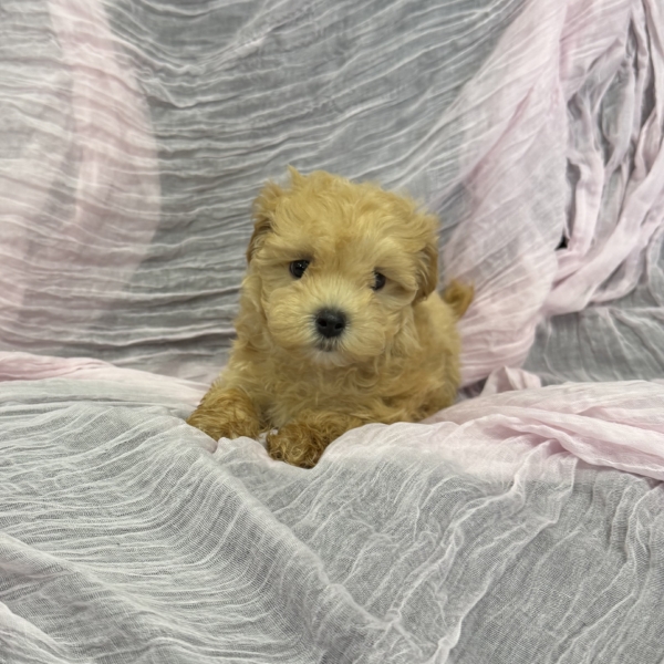 puppies for sale in boca raton