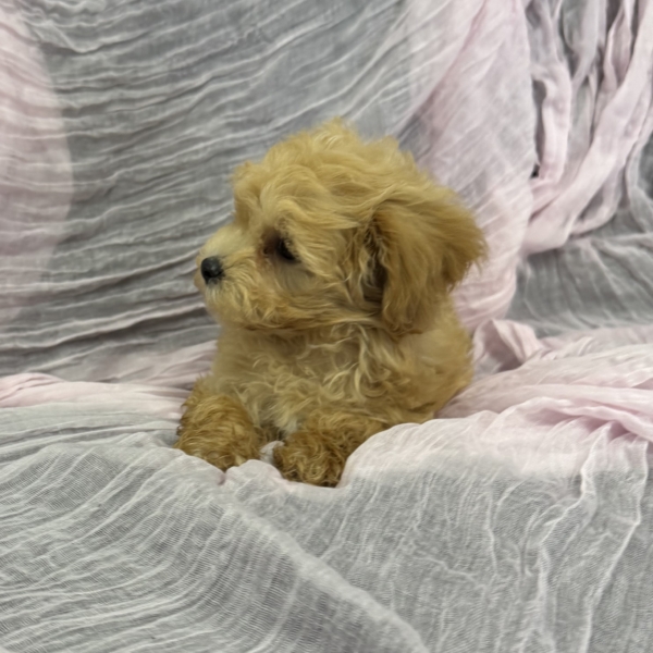 puppies for sale in boca raton