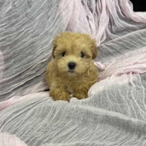 puppies for sale in boca raton