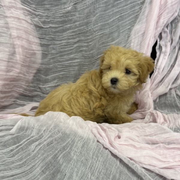 puppies for sale in boca raton