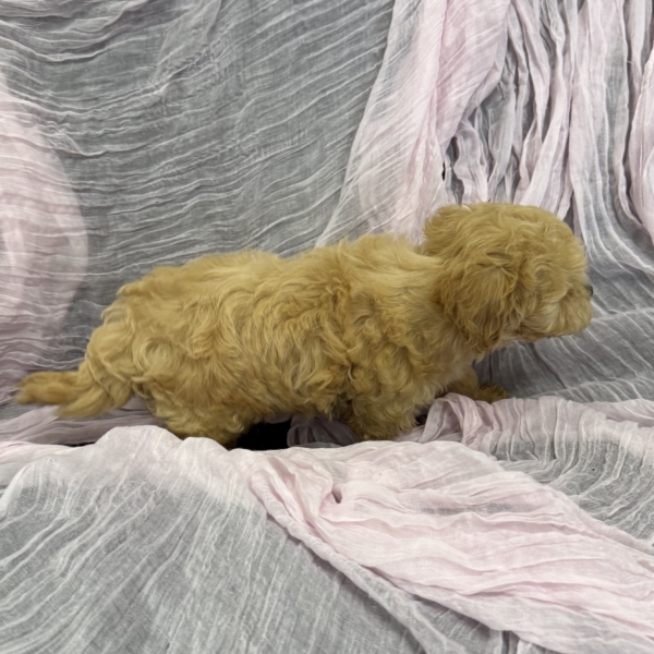 puppies for sale in boca raton