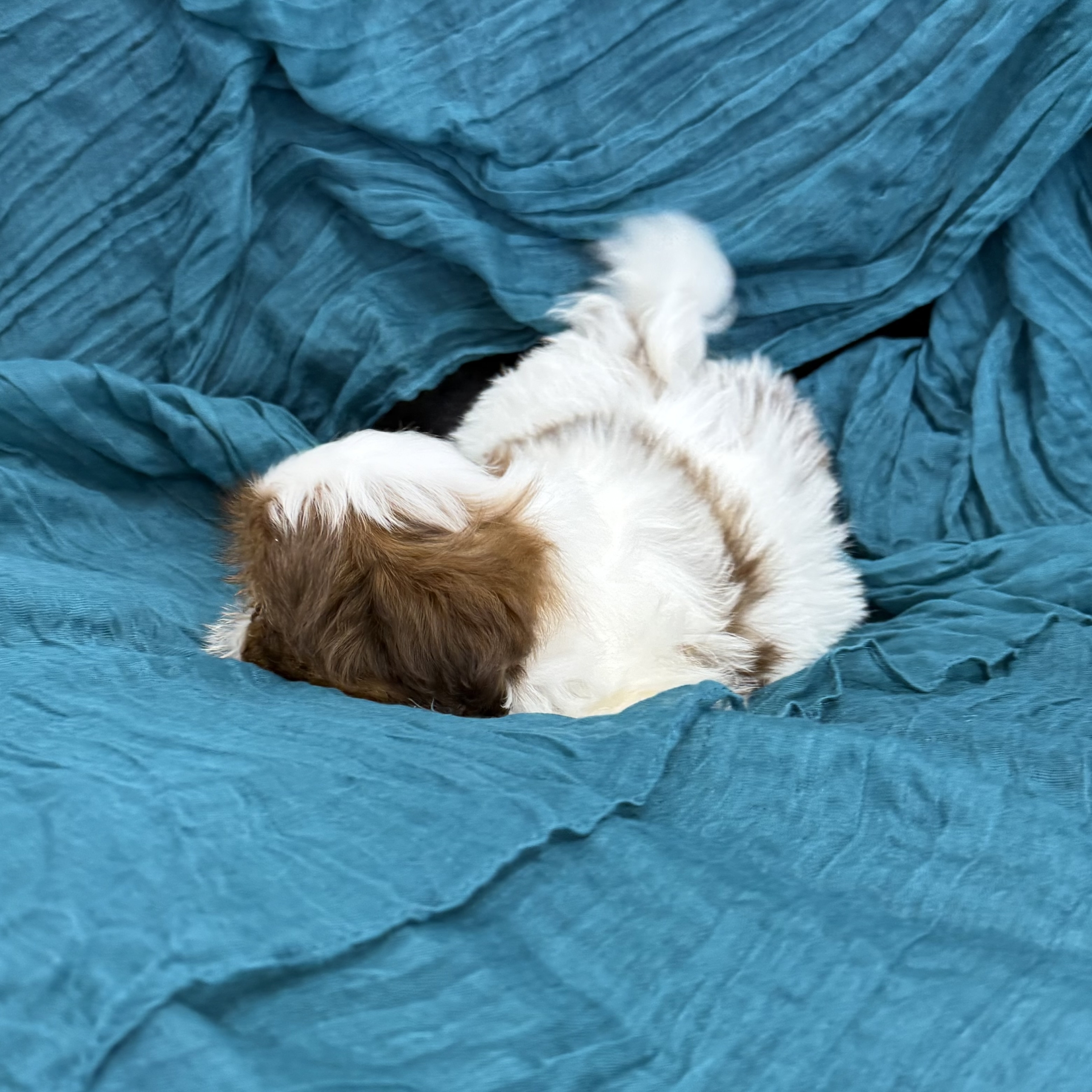 puppy grooming in boca raton puppies for sale in boca raton