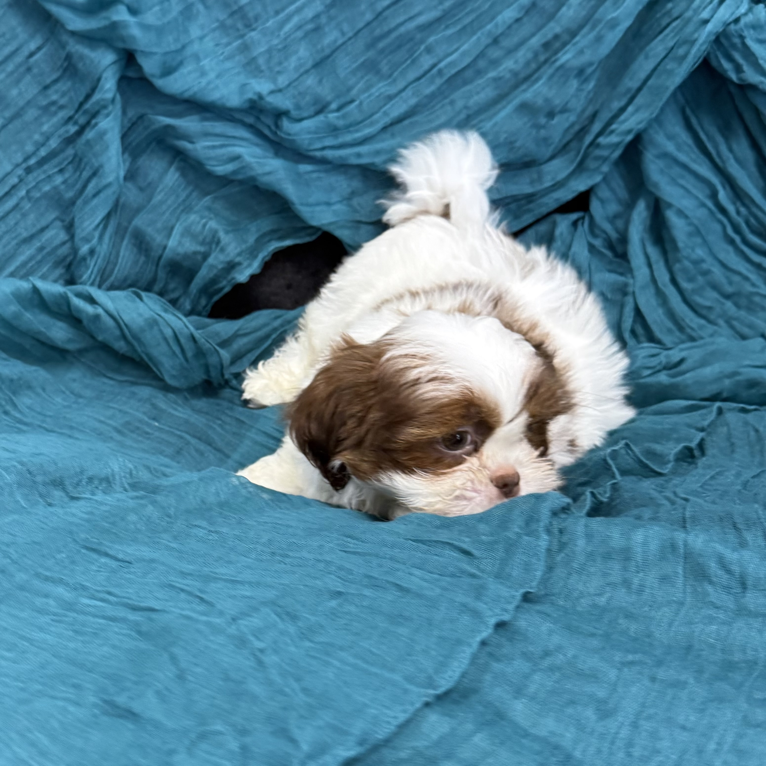 puppy grooming in boca raton puppies for sale in boca raton