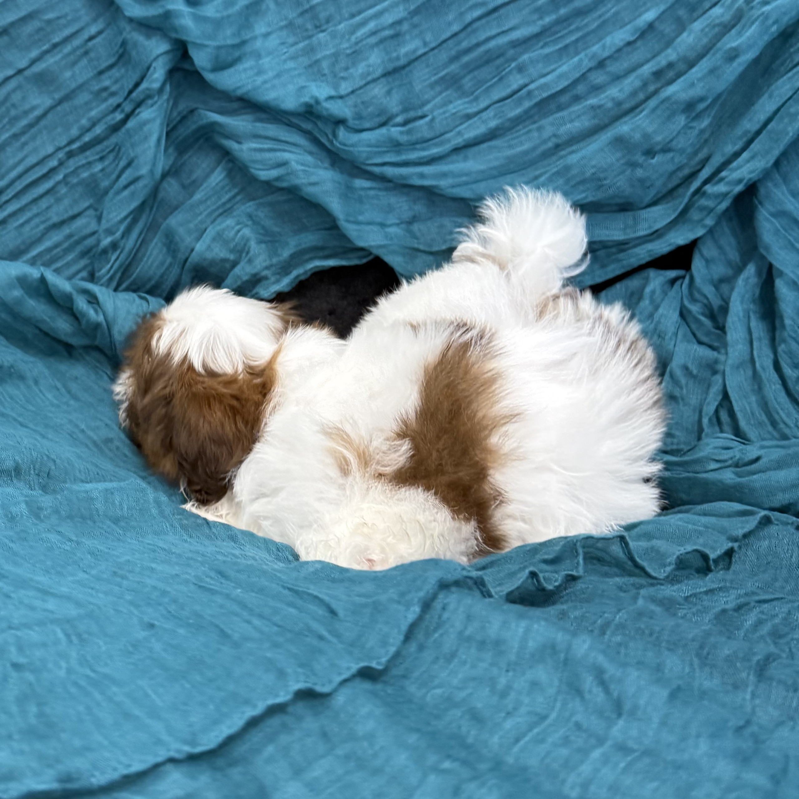 puppy grooming in boca raton puppies for sale in boca raton