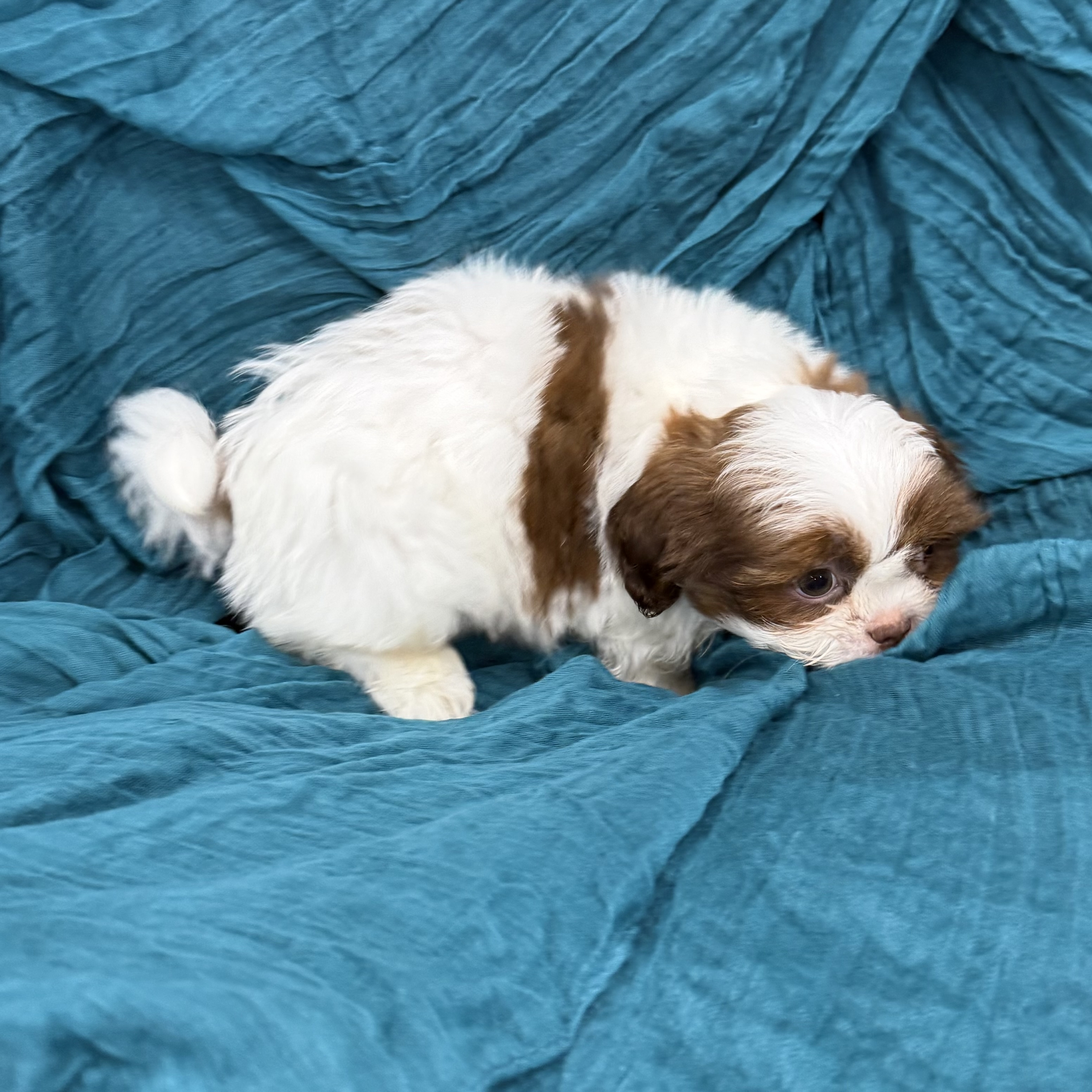 puppy grooming in boca raton puppies for sale in boca raton