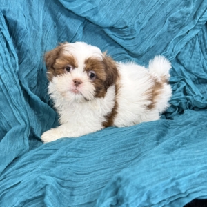 puppies for sale in boca raton