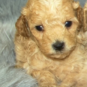 puppy grooming in boca raton puppies for sale in boca raton