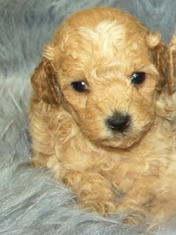 puppies for sale in boca raton