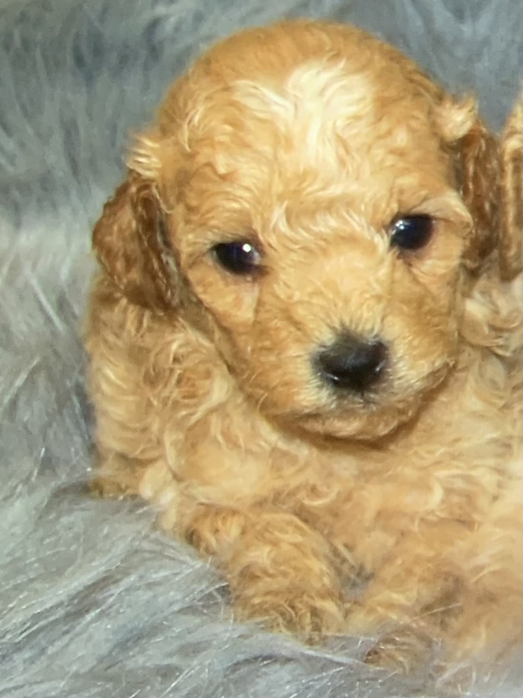 puppy grooming in boca raton puppies for sale in boca raton