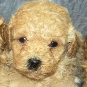 puppy grooming in boca raton puppies for sale in boca raton