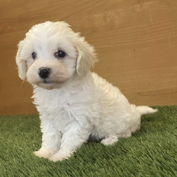 puppies for sale in boca raton
