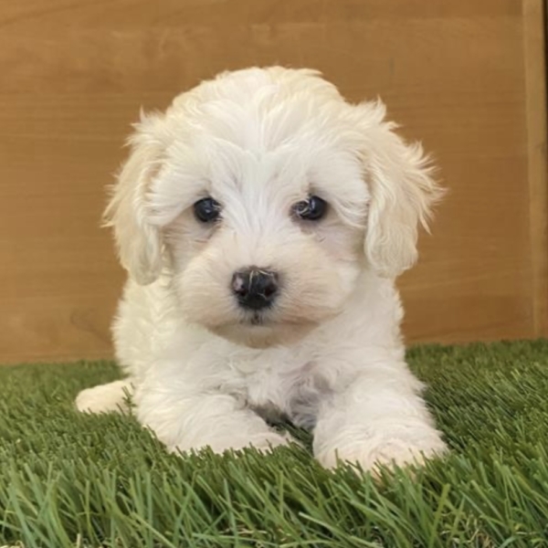 puppies for sale in boca raton